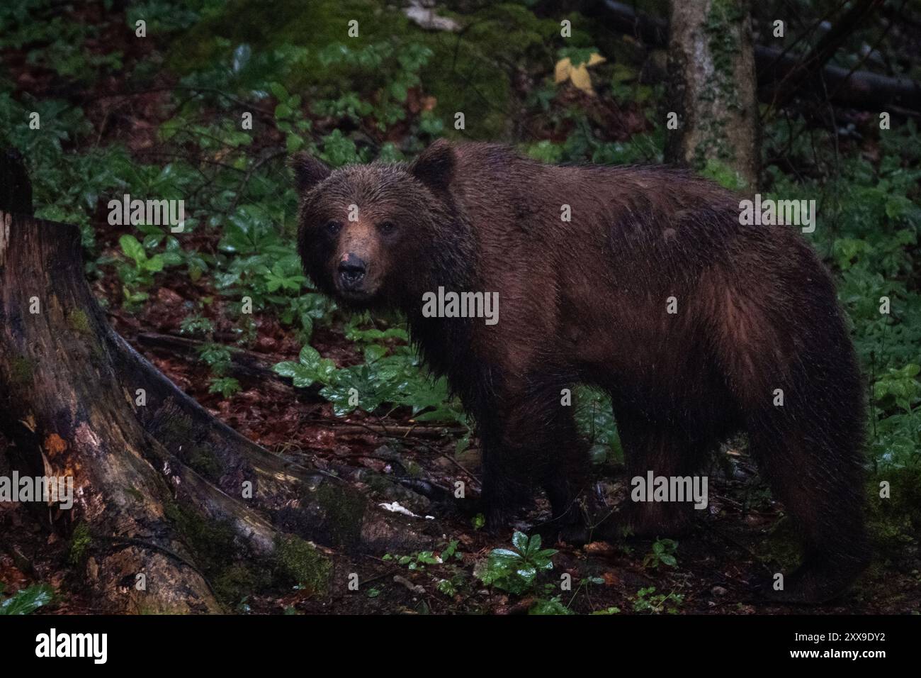 Brown Bear in the forest Stock Photo - Alamy
