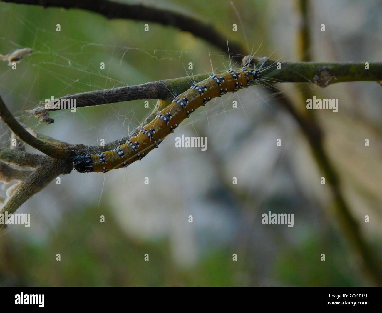 Brooming Insects Genista Broom Moth (Uresiphita reversalis) Insecta Stock Photo - Alamy
