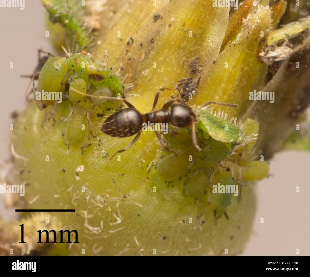 Dark Rover Ant Dark Rover Ant (Brachymyrmex patagonicus) Insecta Stock Photo - Alamy