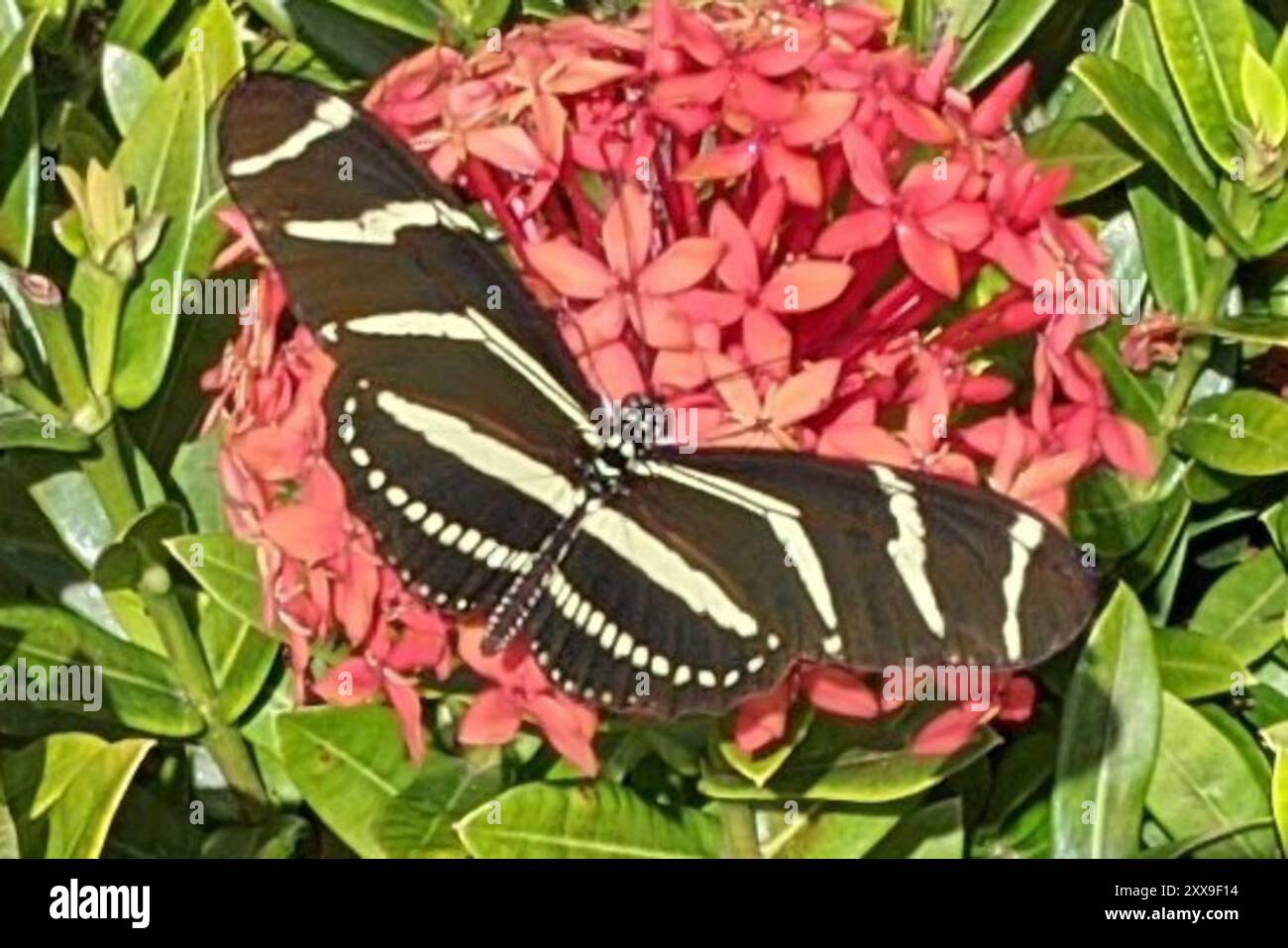 Zebra Longwing (Heliconius charithonia) Insecta Stock Photo - Alamy