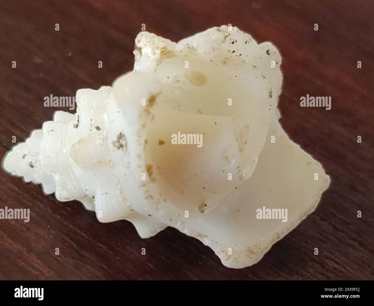 True Conchs (Strombidae) Mollusca Stock Photo - Alamy