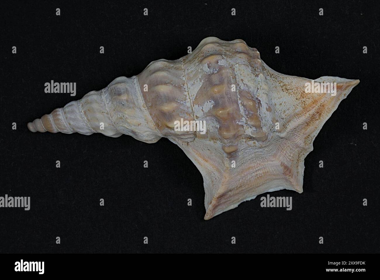 Pelican's-foot (Aporrhais pespelecani) Mollusca Stock Photo - Alamy
