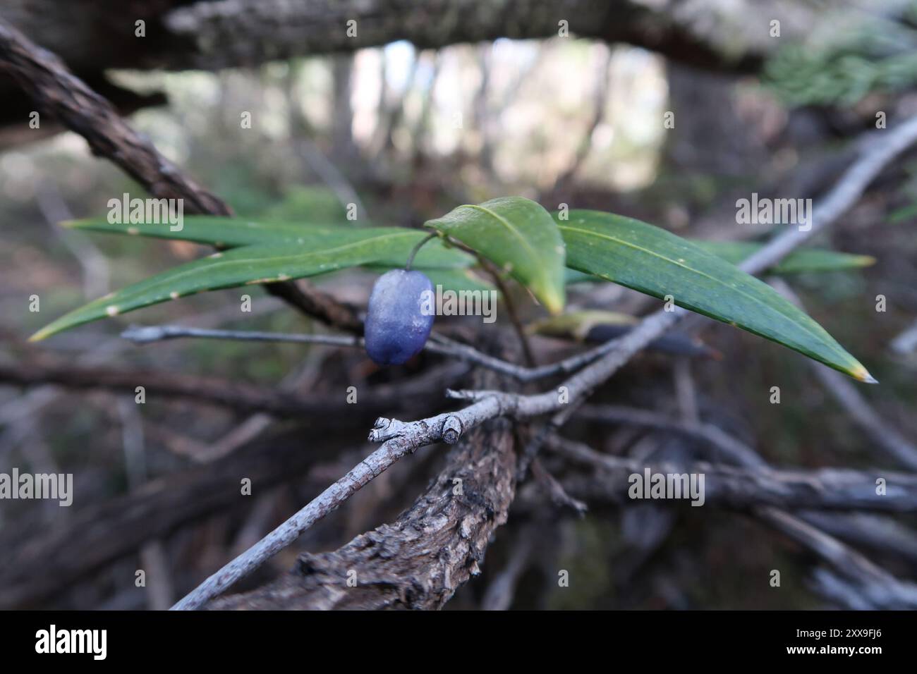 Turquoise Berry Turquoise Berry (Drymophila cyanocarpa) Plantae Stock Photo - Alamy