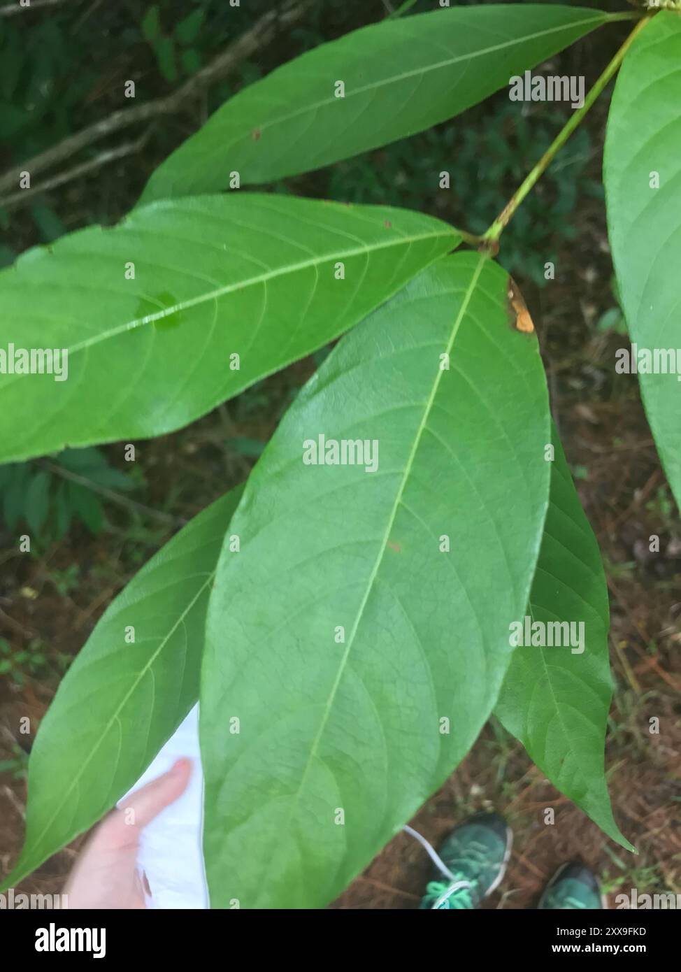 buttonbush (Cephalanthus occidentalis) Plantae Stock Photo - Alamy
