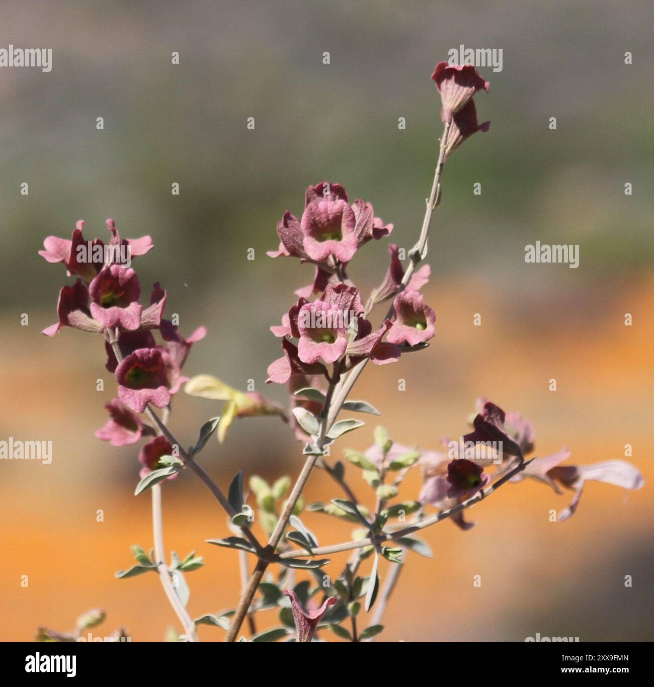 dicots (Magnoliopsida) Plantae Stock Photo - Alamy