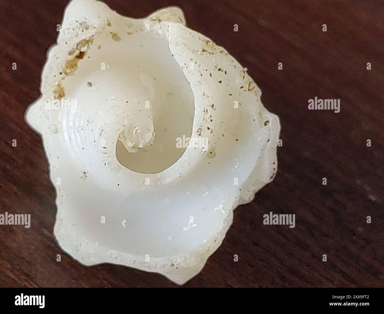 True Conchs (Strombidae) Mollusca Stock Photo - Alamy