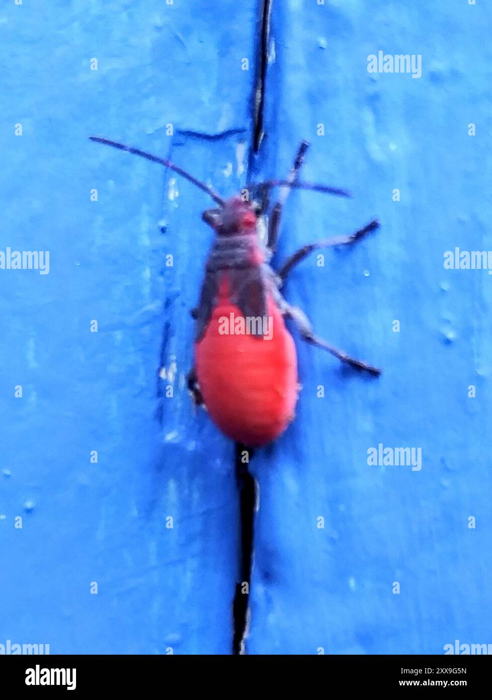 Jadera haematoloma hi-res stock photography and images - Alamy