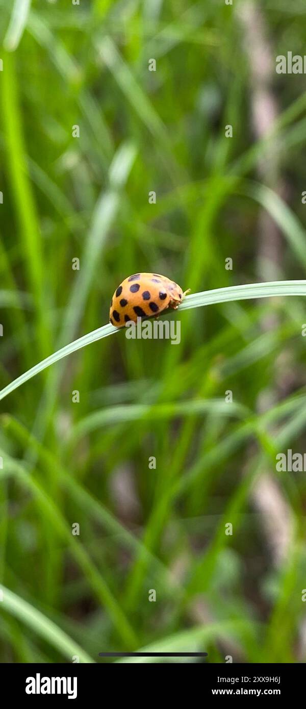 Hadda Insect Henosepilachna vigintioctopunctata hi-res stock photography and images ...