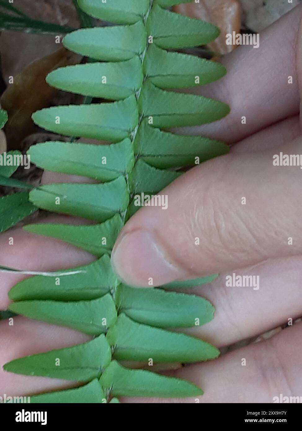 Fishbone Fern (Nephrolepis cordifolia) Plantae Stock Photo - Alamy