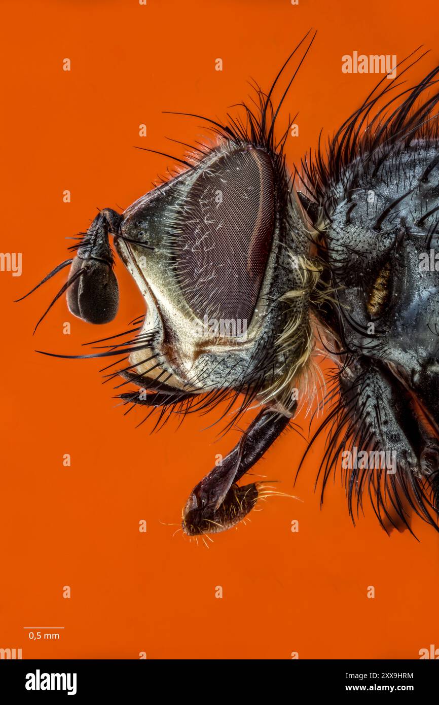 Lateral view of the head of a Tachinid fly, probably Appendicia sp. (A. truncata?). Stock Photo
