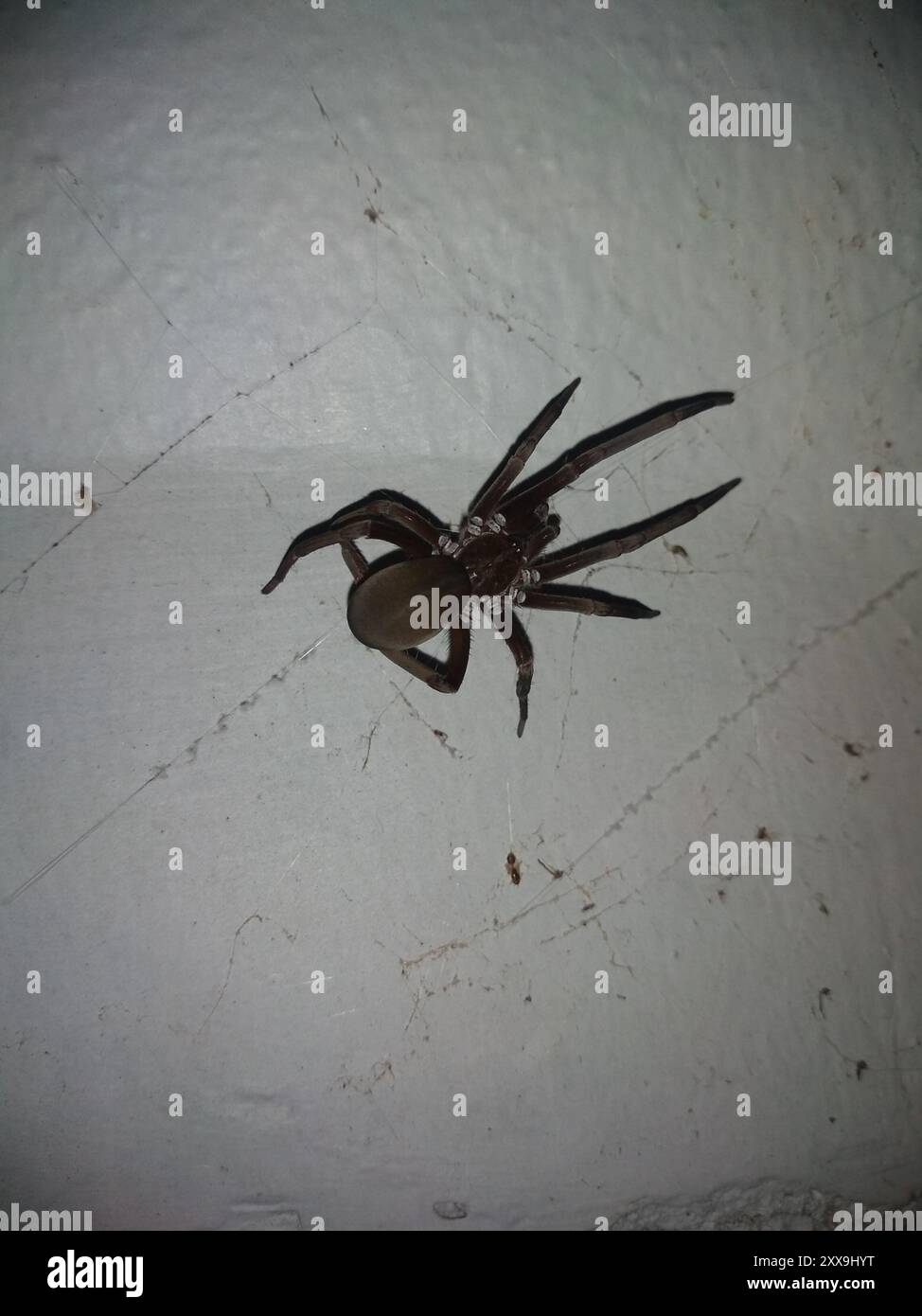 Southern House Spider (Kukulcania hibernalis) Arachnida Stock Photo Alamy