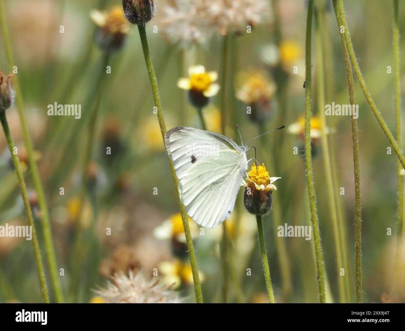(Pieris rapae crucivora) Insecta Stock Photo - Alamy
