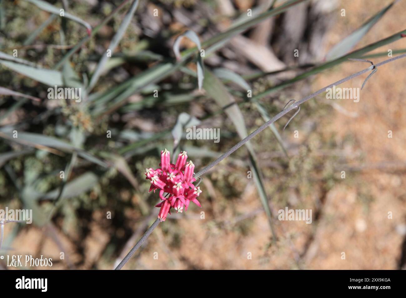 Rockcandy Minimouth (Microloma sagittatum) Plantae Stock Photo