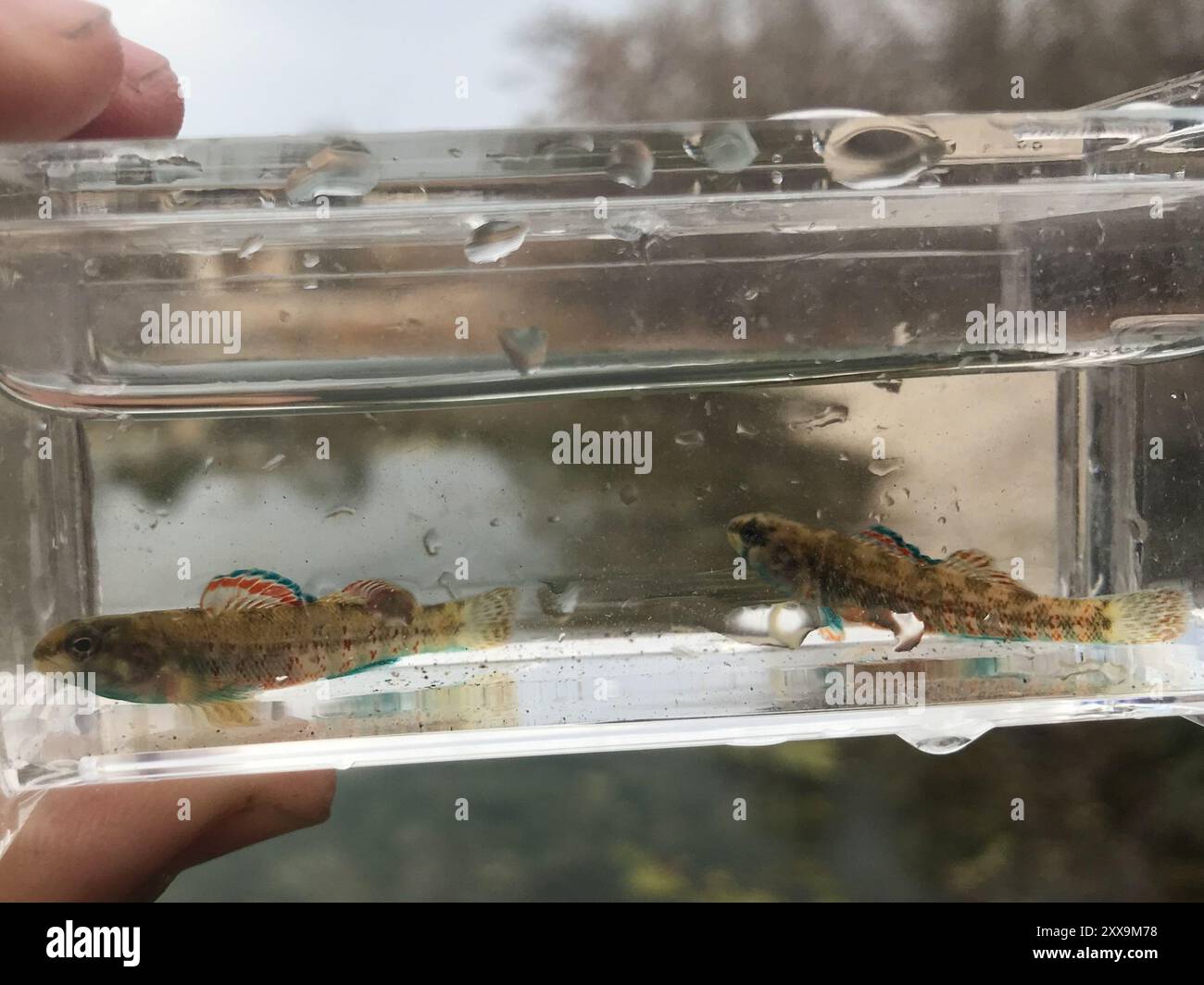 Greenthroat Darter (Etheostoma lepidum) Actinopterygii Stock Photo Alamy
