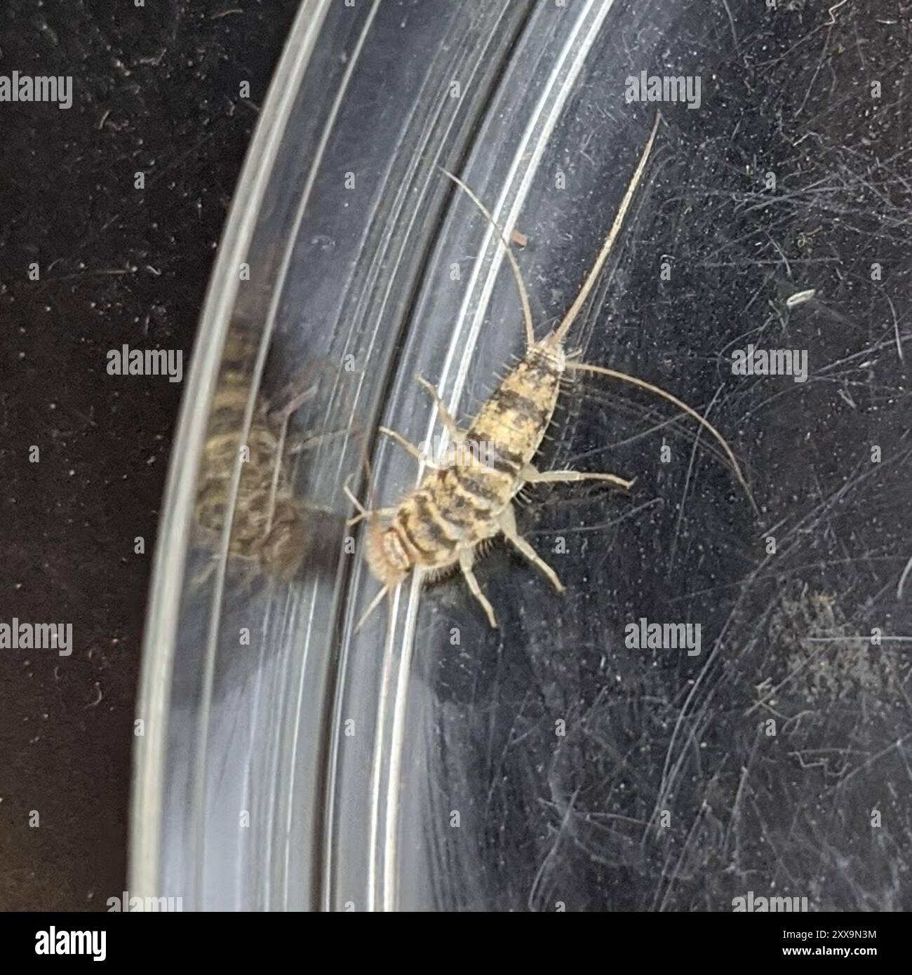 Firebrat (Thermobia domestica) Insecta Stock Photo - Alamy