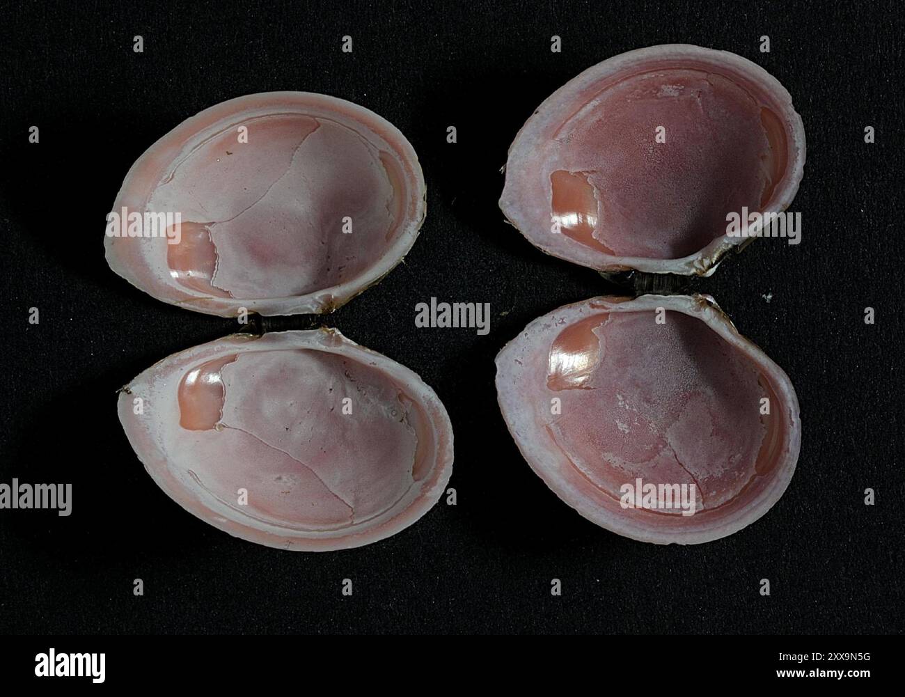 Baltic Macoma (Macoma balthica) Mollusca Stock Photo - Alamy