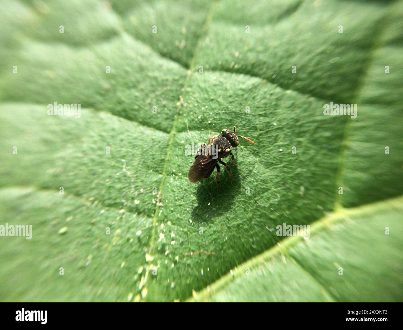 Mexican PittedStingless bee (Nannotrigona perilampoides) Insecta Stock