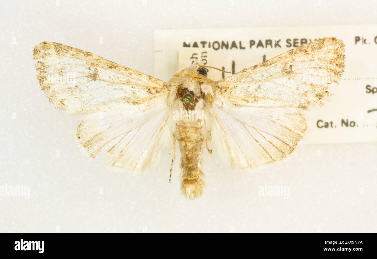 Cutworm Moths and Allies (Noctuidae) Insecta Stock Photo - Alamy
