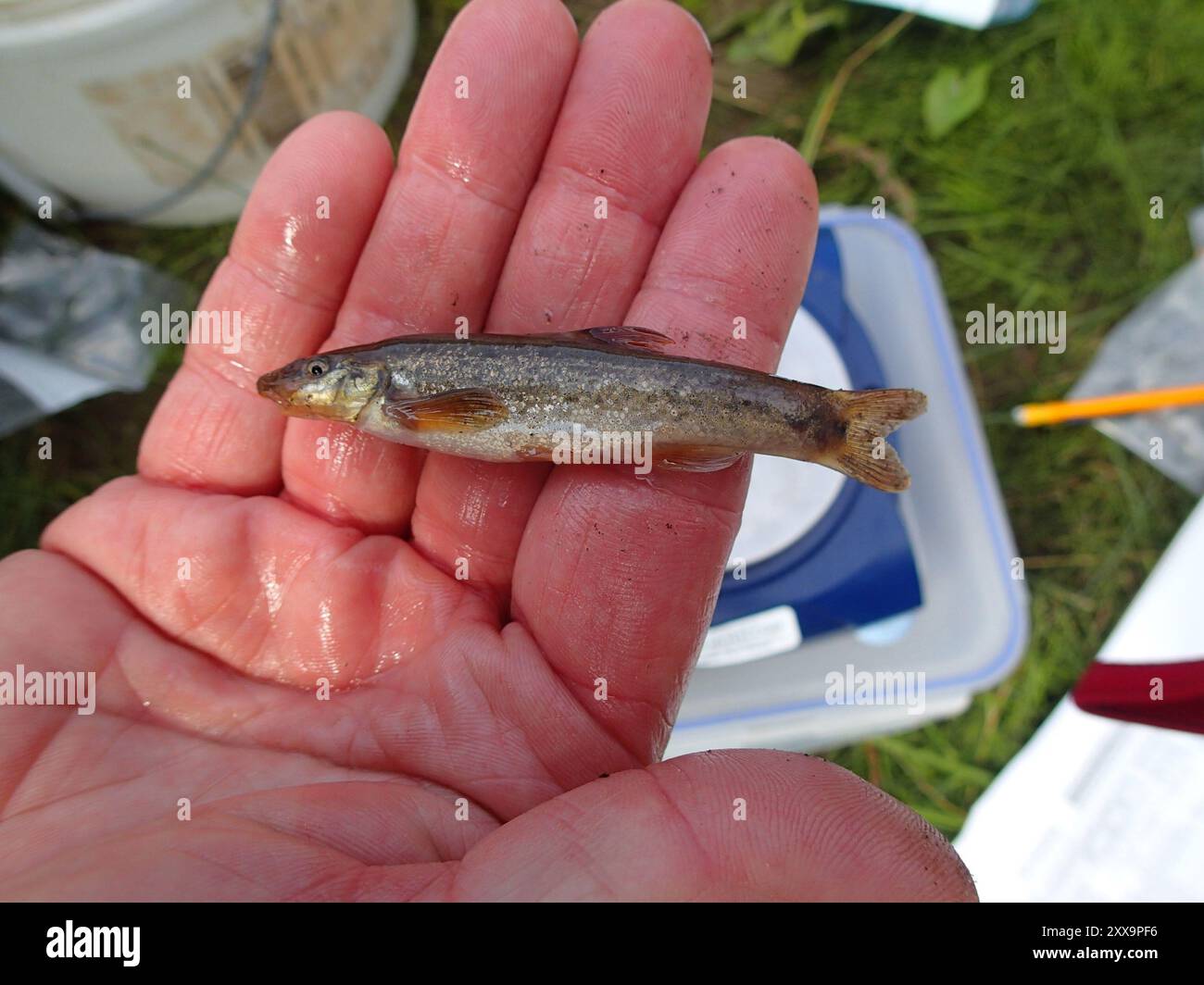 Longnose Dace (Rhinichthys cataractae) Actinopterygii Stock Photo