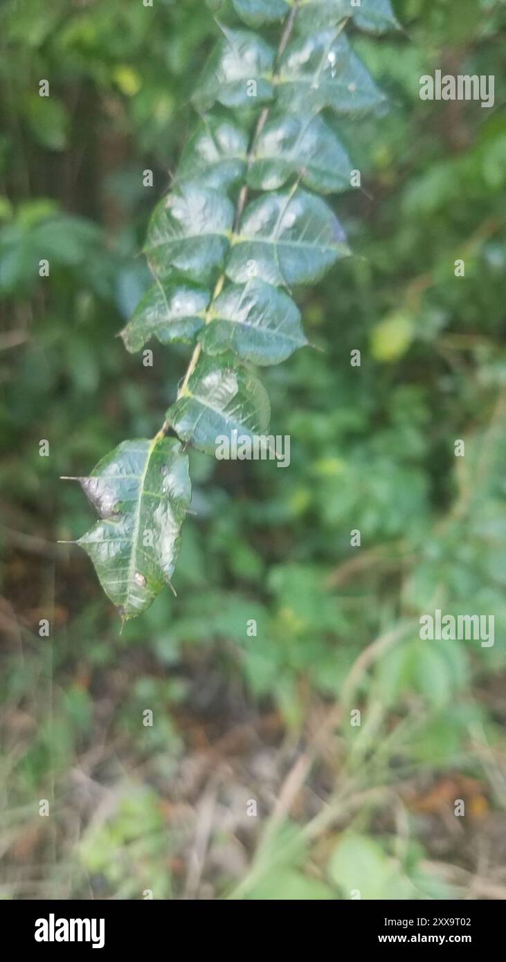 Poison Ash dodonaea) Plantae Stock Photo Alamy