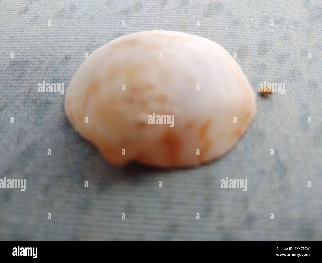 Atlantic bittersweet clam (Glycymeris undata) Mollusca Stock Photo - Alamy
