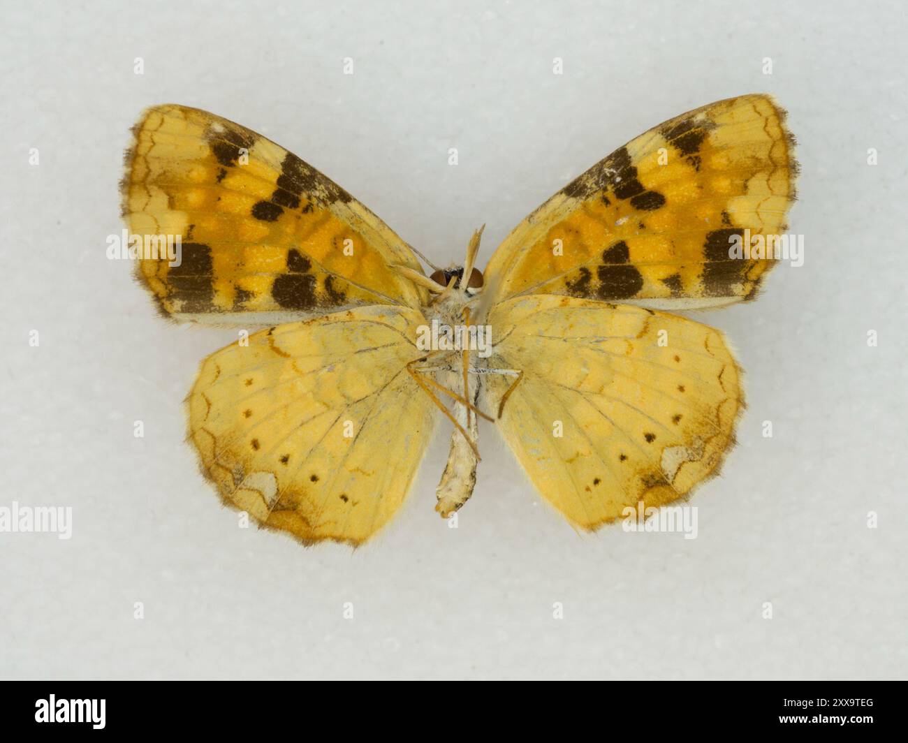 Tawny Crescent (Phyciodes batesii) Insecta Stock Photo - Alamy