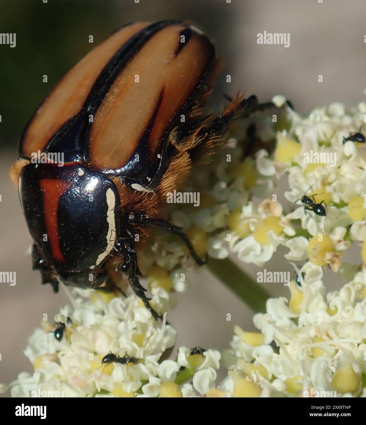 Signal Protea Chafer (Trichostetha signata) Insecta Stock Photo - Alamy