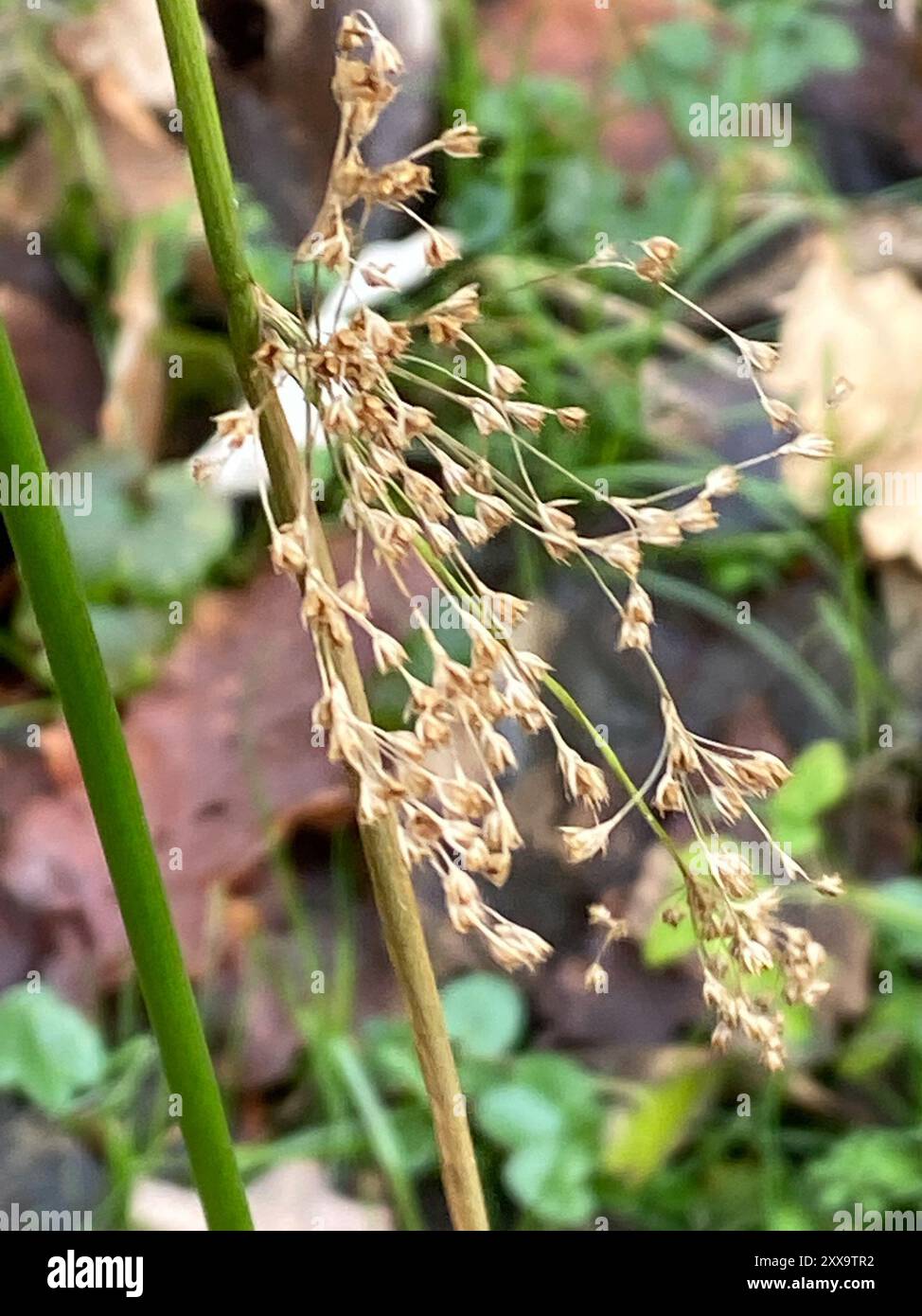 Soft Rush Juncus Effusus Plantae Stock Photo Alamy