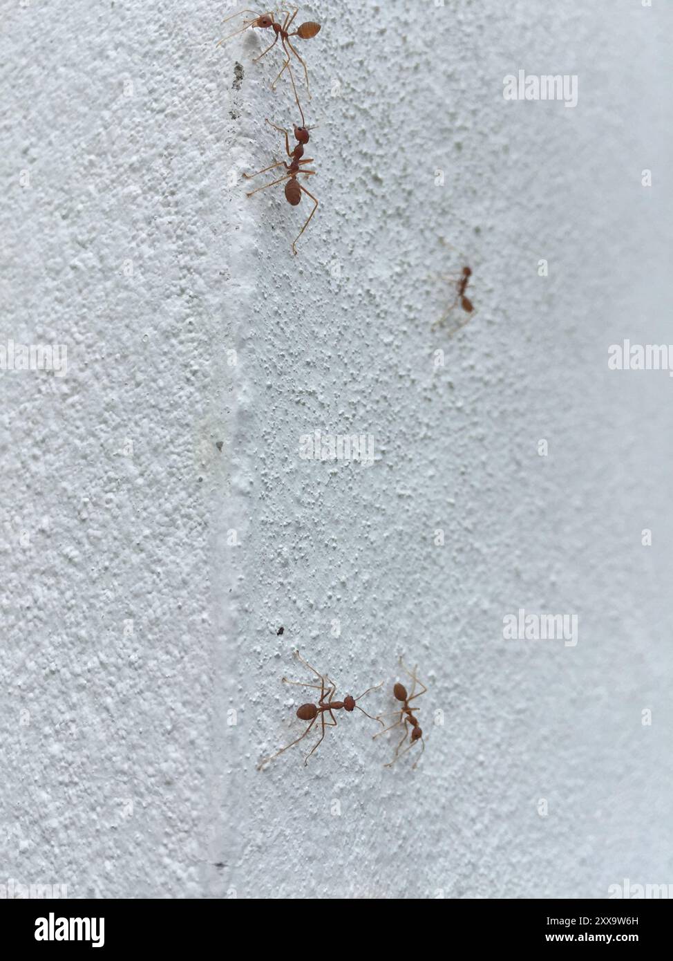 Asian Weaver Ant (Oecophylla smaragdina) Insecta Stock Photo - Alamy