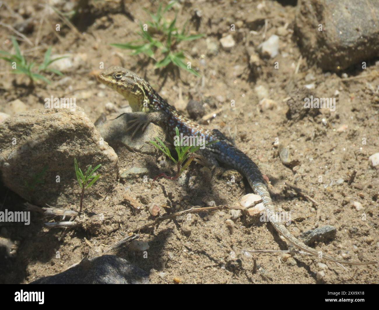 Pacha Tree Iguana (Liolaemus pacha) Reptilia Stock Photo - Alamy