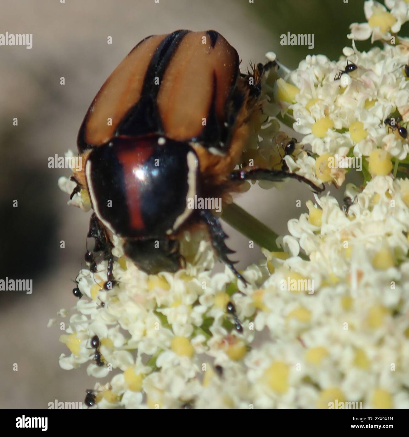 Signal Protea Chafer (Trichostetha signata) Insecta Stock Photo - Alamy