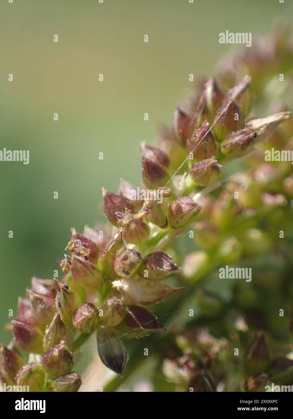 Jungle Rice (Echinochloa colonum) Plantae Stock Photo - Alamy