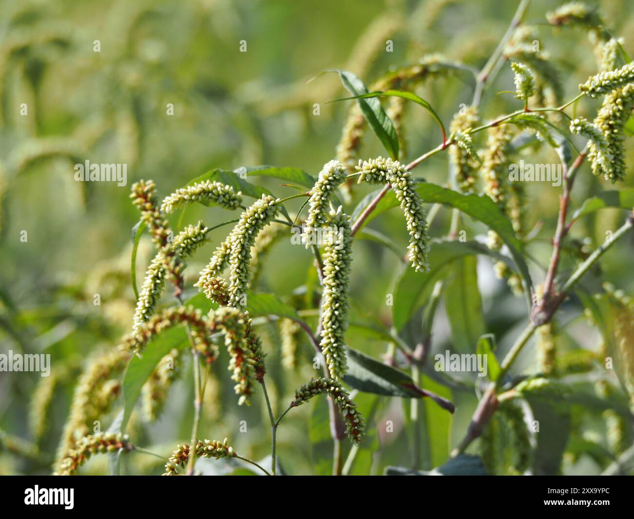 (Persicaria lapathifolia lanata) Plantae Stock Photo