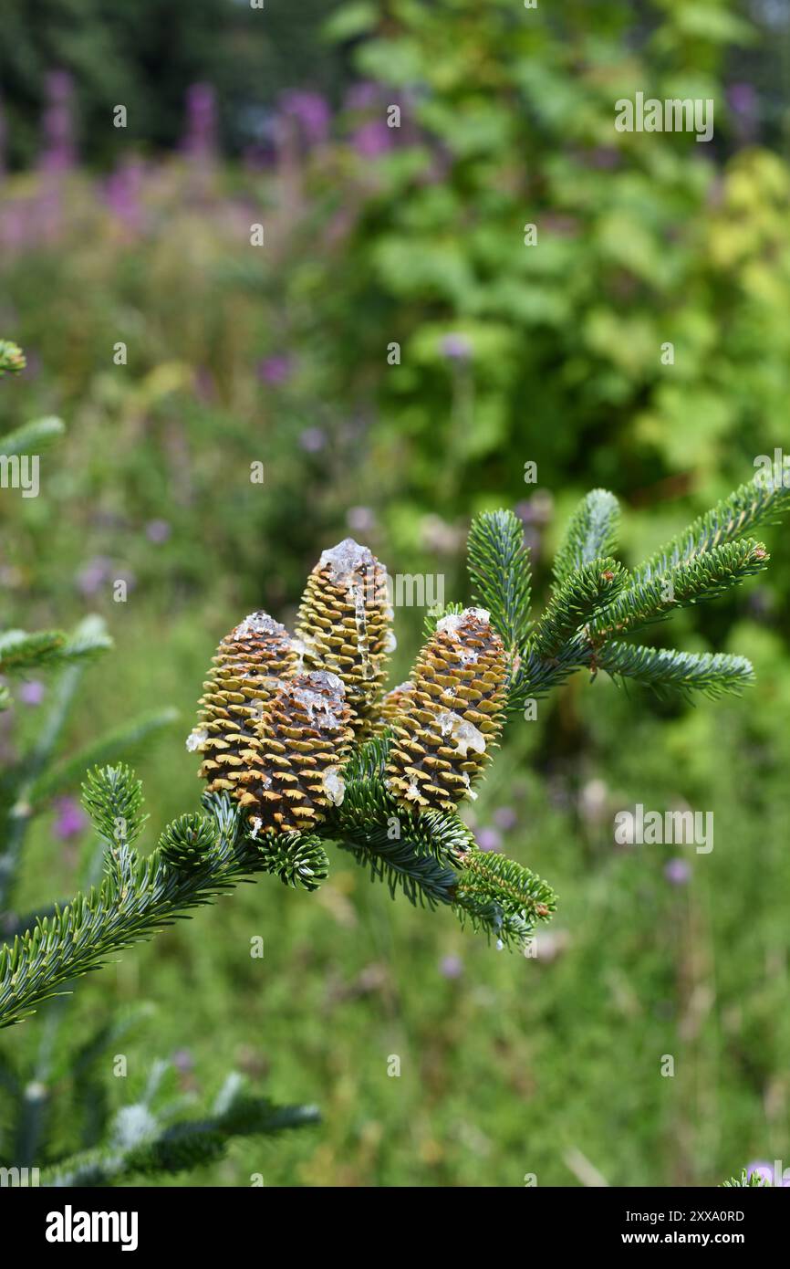 Christmas tree cones Stock Photo