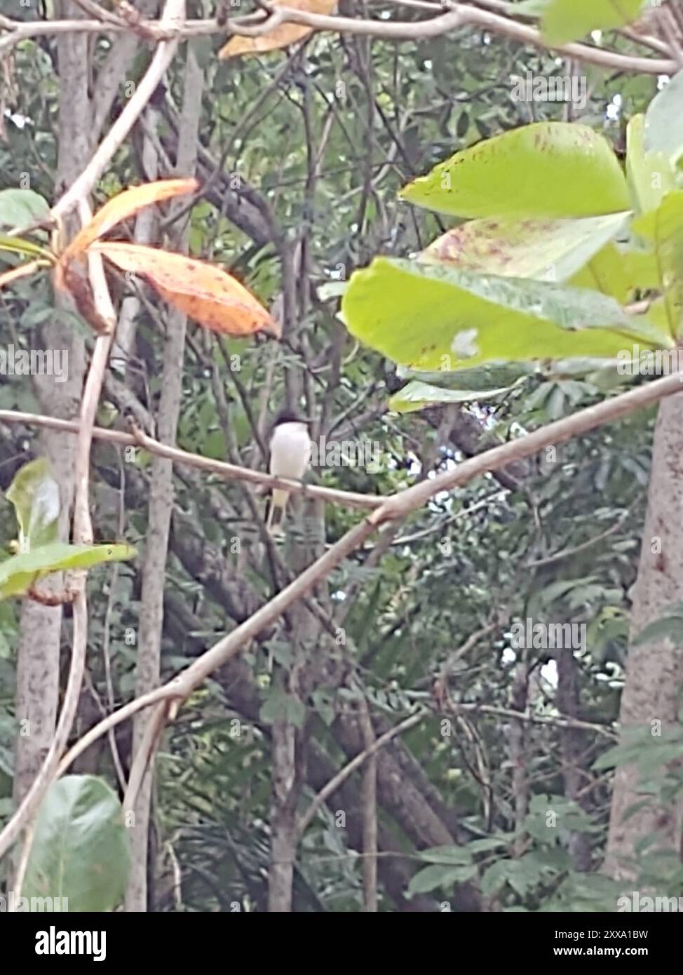 Loggerhead Kingbird (Tyrannus caudifasciatus) Aves Stock Photo Alamy