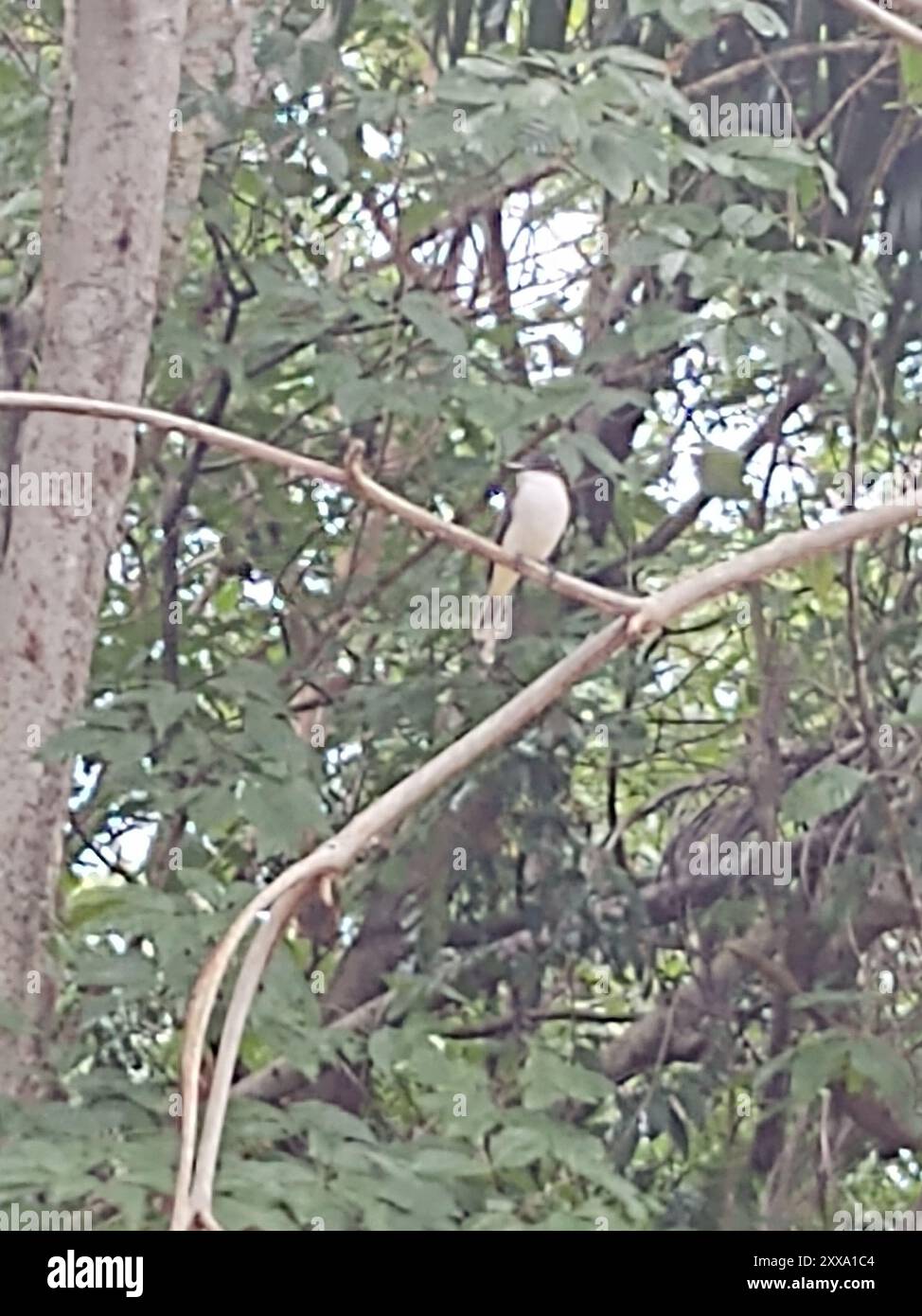 Loggerhead Kingbird (Tyrannus caudifasciatus) Aves Stock Photo