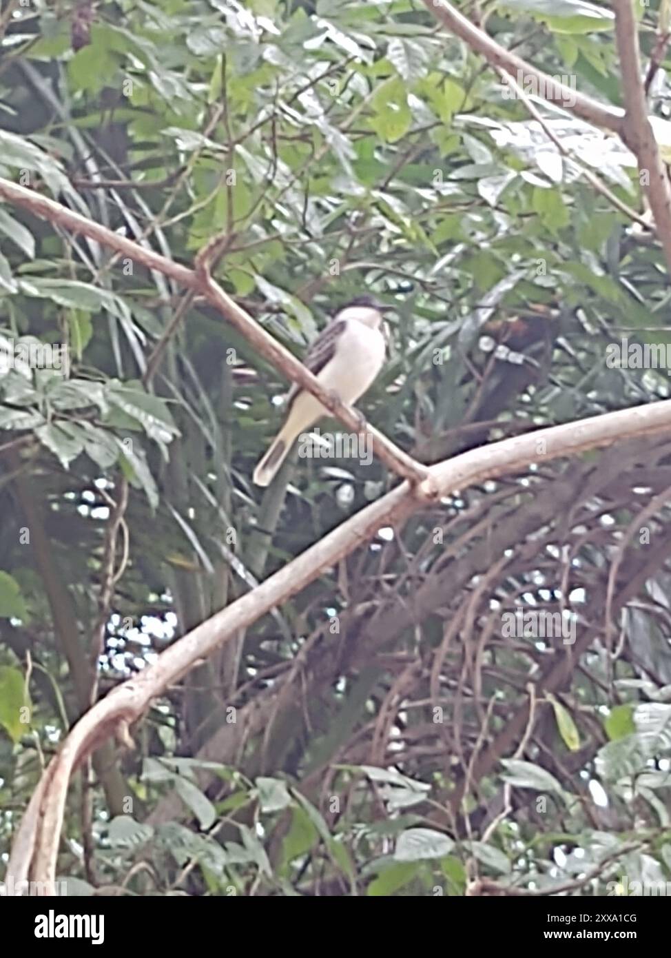 Loggerhead Kingbird (Tyrannus caudifasciatus) Aves Stock Photo