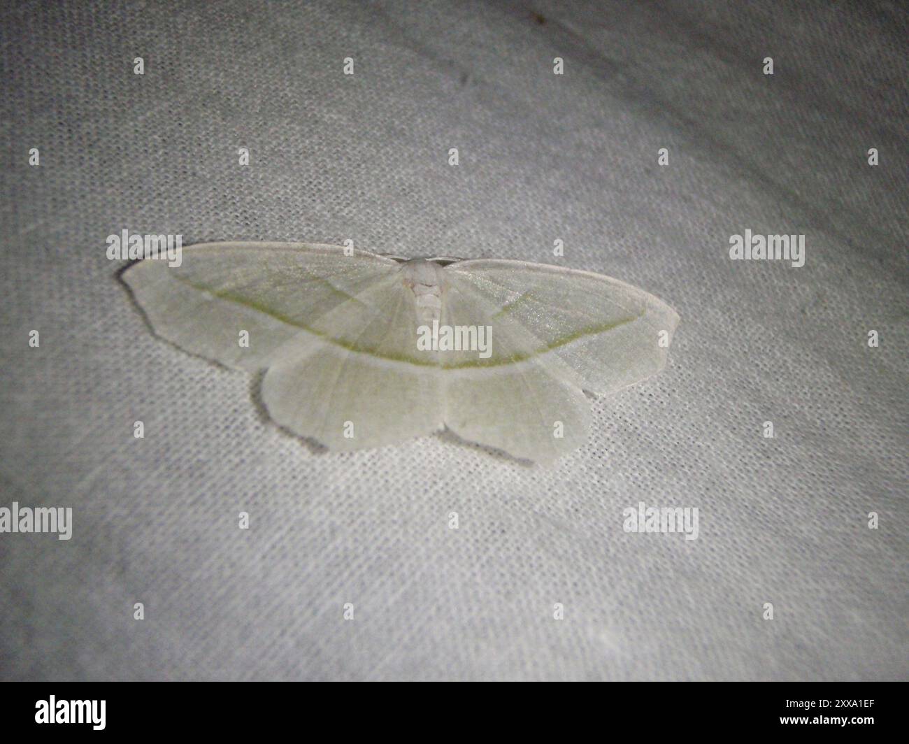 Pale Insect Pale Beauty (Campaea perlata) Insecta Stock Photo - Alamy