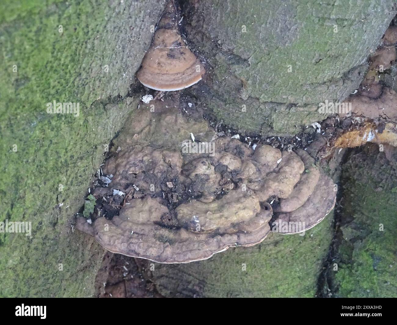 artist's bracket (Ganoderma applanatum) Fungi Stock Photo - Alamy