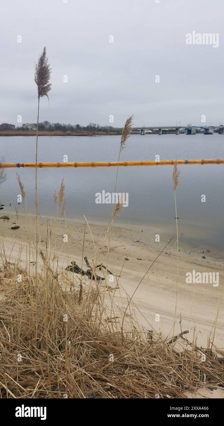 European reed (Phragmites australis australis) Plantae Stock Photo - Alamy