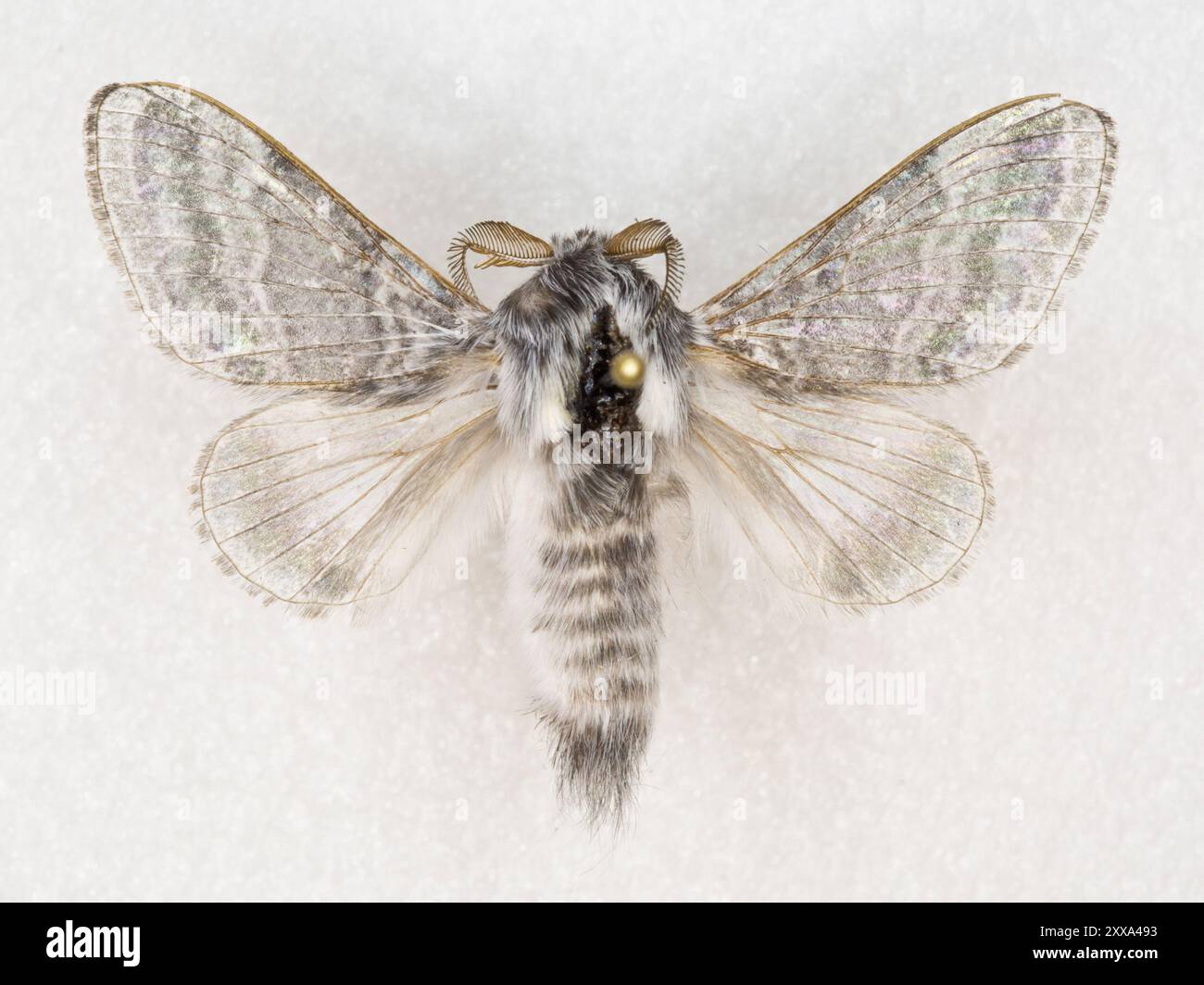 Tooley Insect Tolype Moths (Tolype) Insecta Stock Photo - Alamy