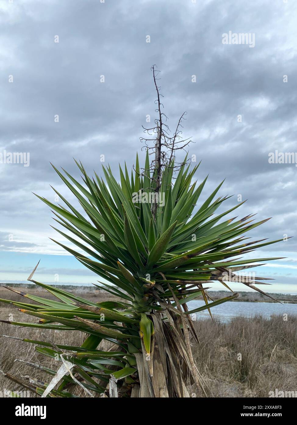 Aloe Yucca (Yucca aloifolia) Plantae Stock Photo - Alamy