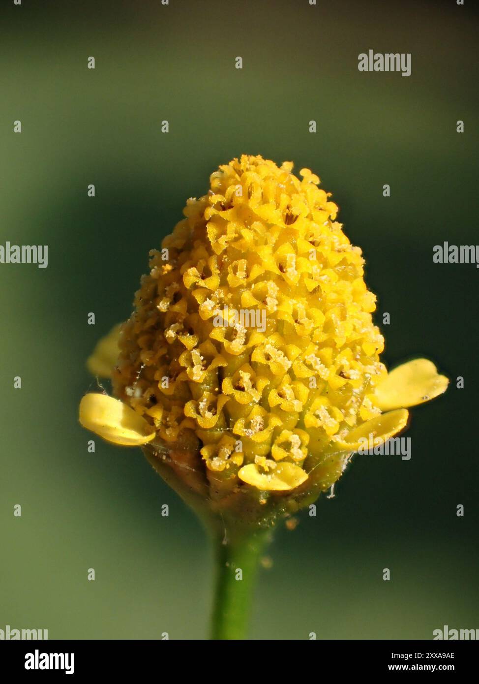 marsh para cress (Acmella uliginosa) Plantae Stock Photo