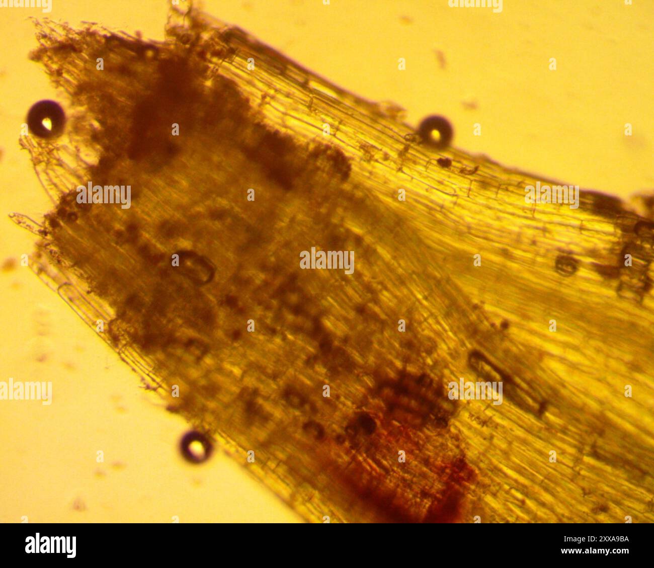 Funaria hi-res stock photography and images - Alamy