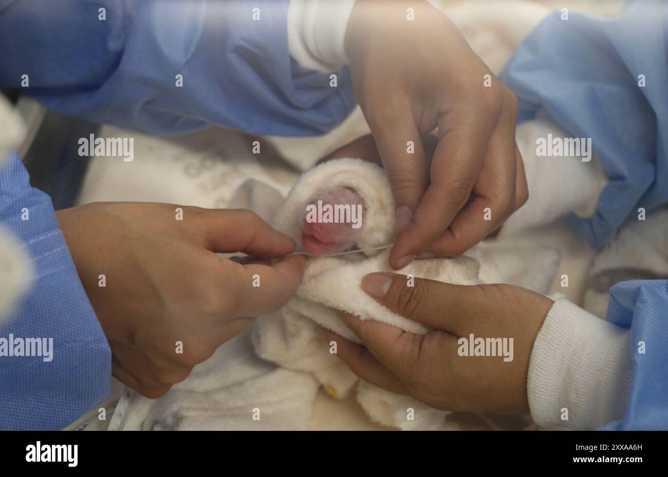 Offspring Female Members (240823) -- BERLIN, Aug. 23, 2024 (Xinhua) -- Staff members measure one ...