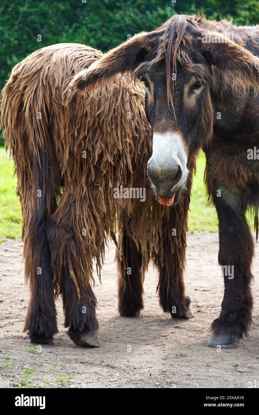 Long Haired Donkeys Stock Photo - Alamy