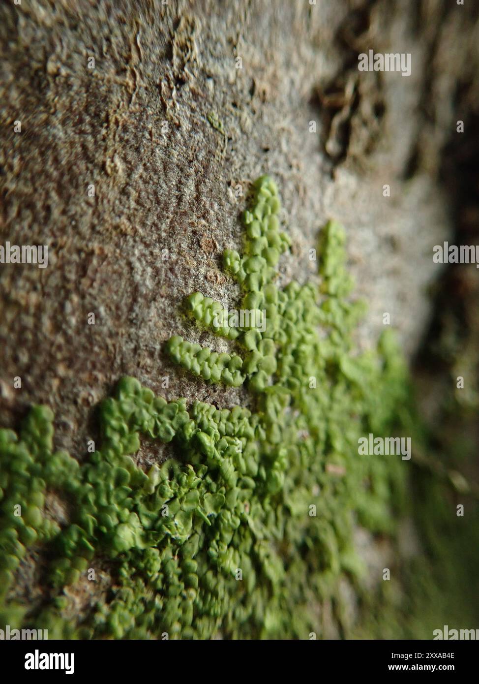 Flat-leaved Scalewort (Radula complanata) Plantae Stock Photo