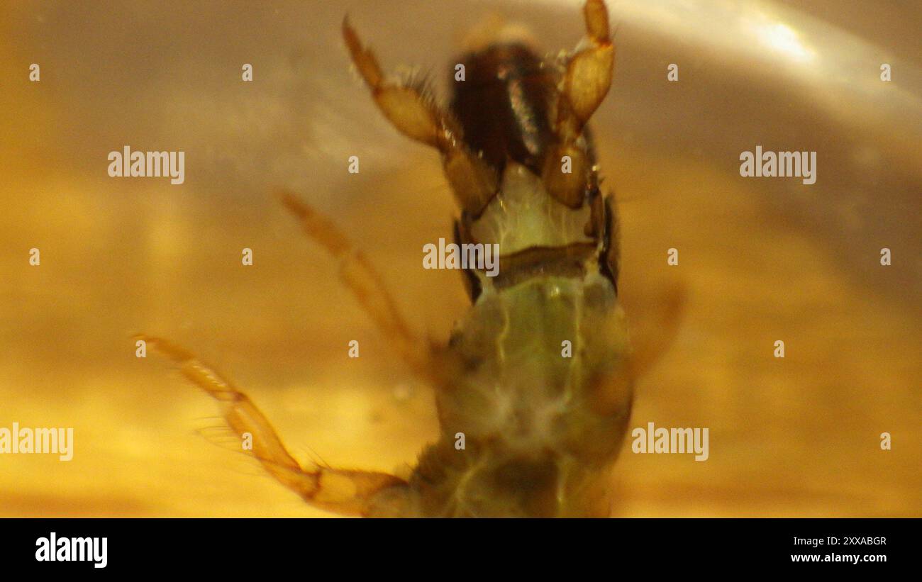 Little Sister Sedges (Cheumatopsyche) Insecta Stock Photo - Alamy