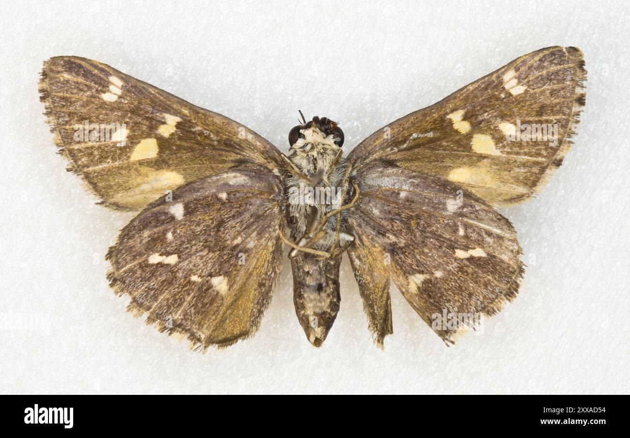 Python Skipper (Atrytonopsis python) Insecta Stock Photo - Alamy