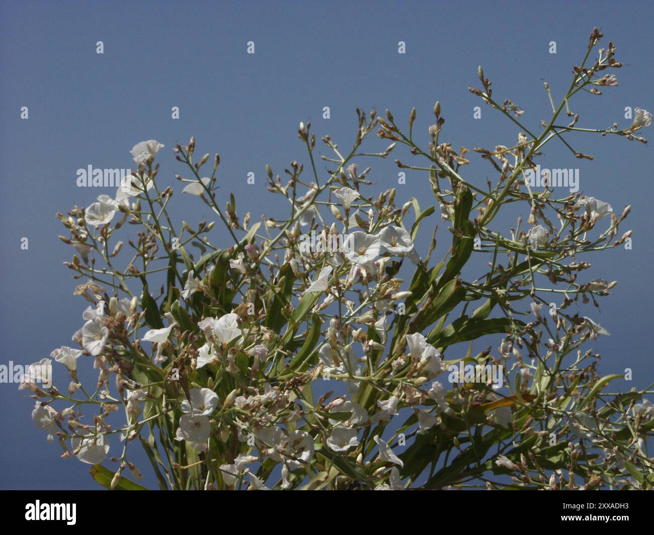 Canary tree bindweed (Convolvulus floridus) Plantae Stock Photo - Alamy